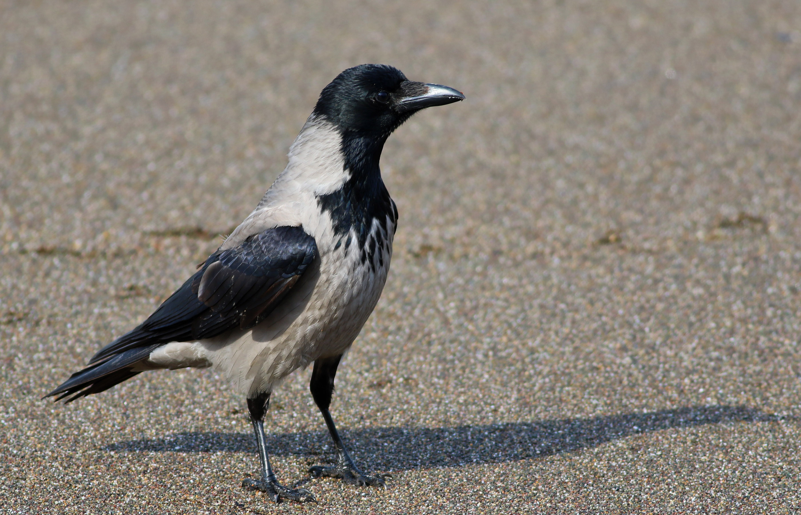 Hooded Crow